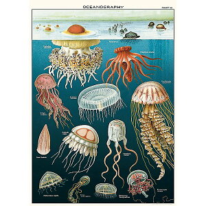 2255 A|X^[ NQ Jelly Fish A bsOy[p[ Cavallini&Co Jo[j |X^[  XNbvubLO 炰