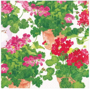 5 y[p[ivL [jE Trailing Geranium Caspari JXp t[  n tE\E