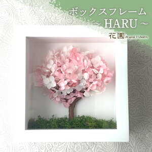 vU[uht[w{bNXt[`HARU` x(Ǌ|ptς)@a@蕨@ w LO@̓@hV̓@vU[uht[AWg@v[g@