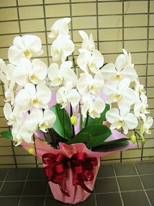 y~jӒz (~fBj 3{EE27 A}rXj荠iyS̕iۏ؁zaj/I[vj/JXjyzy/JXj/җj/ړ]j̉/y