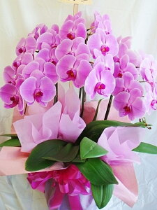 y~jӒz (~fB) sN 3{荠ii27ցjyS̕iۏ؁zaj/I[vj/JXjyzy/JXj/ړ]j/J@j/ij/y/