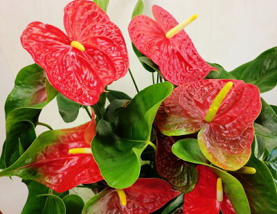 https://tshop.r10s.jp/kaensh/cabinet/04466316/imgrc0068143638.jpg?downsize=400:*