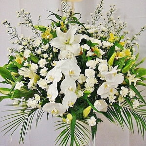 V  X^h   X^hԁy ԁzumEVpX^h  @       @v O   {