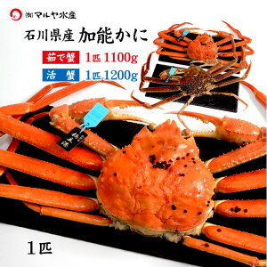 I Jj  I YCKj 킢I \ ΐ쌧Y 500`1200g 1`5C ^Ot 䥂ŊI I Jj͂\ Yn  