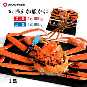 I Jj  I YCKj 킢I \ ΐ쌧Y 500`1200g 1`5C ^Ot 䥂ŊI I Jj͂\ Yn  