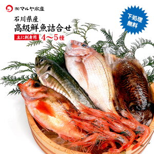 石川県 旬の魚 高級 鮮魚詰合せ お魚BOX 4〜5種 ( 主にお刺身用 下処理無料 冷蔵便 ) ※お届け日指定不可 贈答 ギフト 産地直送 お取り寄せ 送料無料