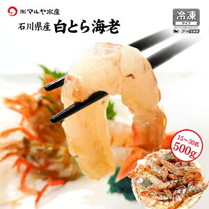 白がすえび 白とらえび 250g〜1kg お刺身用 石川県産 えび 海老 贈答 ギフト 産地直送 お取り寄せ