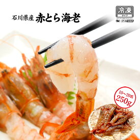 赤がすえび 赤とらえび 250g〜1kg お刺身用 石川県産 えび 海老 贈答 ギフト 産地直送 お取り寄せ