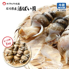 活ばい貝 ( 白ばい ) 石川県産 お刺身用 1.0〜4.0kg お取寄せ