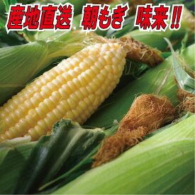 【予約販売R8年6月出荷】あま～い！とうもろこし 味来 トウモロコシ 玉蜀黍 スイートコーン toumorokosi
