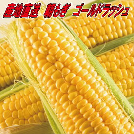 【予約販売R8年6月出荷】あま～い！とうもろこし ゴールドラッシュ トウモロコシ 玉蜀黍 スイートコーン toumorokosi
