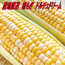 【予約販売R8年6月出荷】あま～い！とうもろこし ドルチェドリーム トウモロコシ 玉蜀黍 スイートコーン toumorokosi