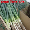 深谷ねぎ 土付き 産地直送 本場の味 鍋料理 一本焼き ねぎ焼き ネギ 葱 千寿 九条 長ねぎ 根深ねぎ