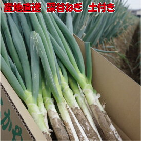 深谷ねぎ 土付き 産地直送 本場の味 鍋料理 一本焼き ねぎ焼き ネギ 葱 千寿 九条 長ねぎ 根深ねぎ