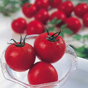 ミニトマト パック 食品の人気商品 通販 価格比較 価格 Com