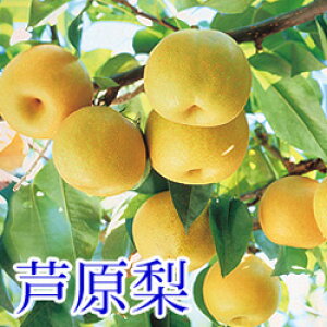 4-8 u˒n̗ L 10kg 䌧  yY Y