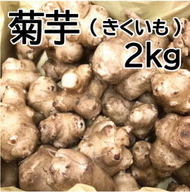 【訳あり】菊芋（きくいも）2kg【送料無料(一部地域除く】