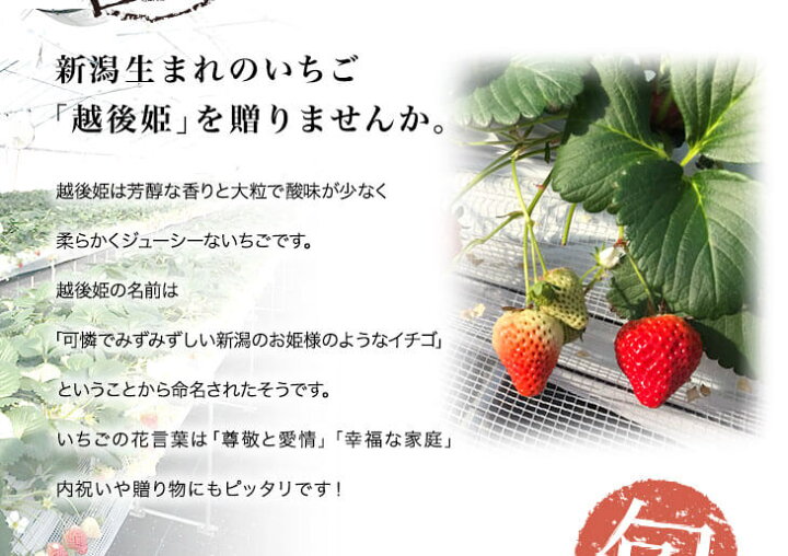 楽天市場 予約 新潟のいちご 越後姫 2段箱 12粒または15粒入を2箱 冬ギフト カガヤキ農園 直売所