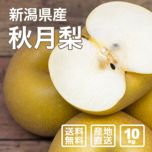 y\zJKL_̗Mtg H 10kgi5kg×2j 24-28ʁyʌzyiꕔn揜jz