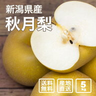 【予約】カガヤキ農園の梨ギフト 秋月（5kg 12-14玉）【数量限定】【送料無料（一部地域除く）】