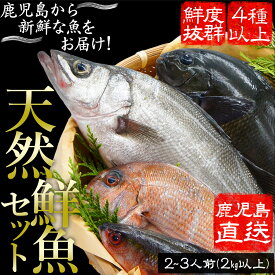 鹿児島魚類市場直送 魚 鮮魚 詰め合わせセット 天然鮮魚 2～3人前 2K以上 4種以上 牧野水産 鹿児島 ギフト