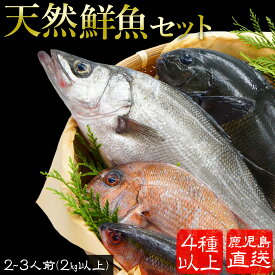 鹿児島魚類市場直送 魚 鮮魚 詰め合わせセット 天然鮮魚 2〜3人前 2K以上 4種以上 牧野水産 鹿児島 ギフト