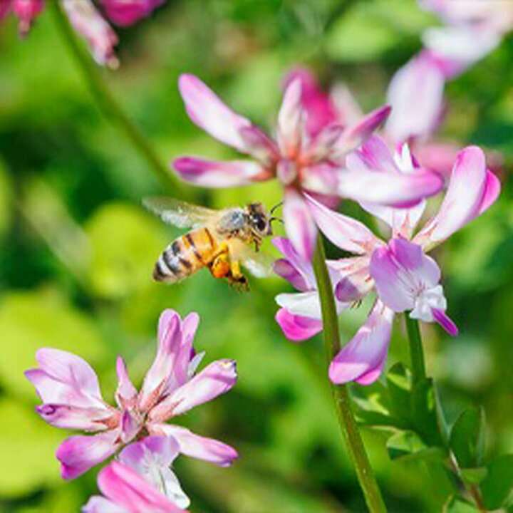 楽天市場】れんげ蜜 純国産レンゲはちみつ 百花蜜 純国産はちみつ 600g 