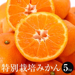 特別栽培 温州みかん 5kg 送料無料 熊本県産 熊本 みかん 高級 美味しい 甘い みかん 贈答 贈り物 ファームオリンピア タビグルメ