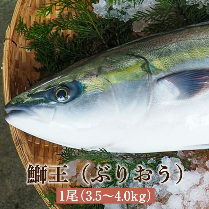 楽天市場 鰤王 ぶりおう 1尾 3 5 4 0kg 鰤王 ぶり 鰤 養殖ぶり 活魚 鮮魚 活け締め 神経抜き カット加工 真空パック 長島 東町漁協 鹿児島県産 魚介類 お取り寄せ 国産 さるがく水産 かごしまや 鹿児島の食べ物等の通販かごしまや