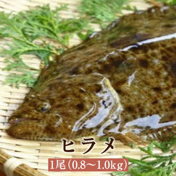 楽天市場 ヒラメ 1尾 0 8 1 0kg ひらめ 白身魚 高級魚 養殖 活魚 鮮魚 活け締め 神経抜き カット加工 真空パック 長島 東町漁協 鹿児島県産 魚介類 お取り寄せ 国産 さるがく水産 かごしまや 鹿児島の食べ物等の通販かごしまや