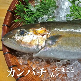 カンパチ 一本丸ごと 活〆 鮮魚 直送 刺身 鹿児島産 生 冷蔵 出水田鮮魚 かごしまや 父の日 母の日