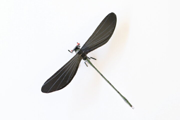 楽天市場 昆虫模型 はぐろとんぼ 約 はね8 からだ6 5 高さ1 5cm かごや