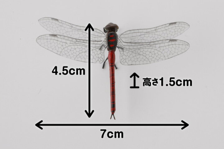 楽天市場 昆虫模型 あかとんぼ 約 はね7 からだ4 5 高さ1 5cm かごや