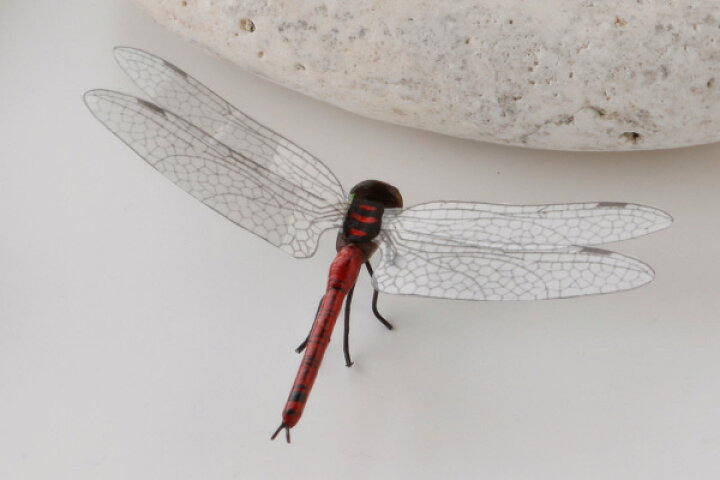楽天市場 昆虫模型 あかとんぼ 約 はね7 からだ4 5 高さ1 5cm かごや