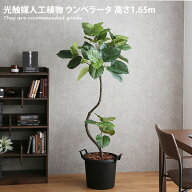 人工観葉植物 フェイクグリーン 高さ1.65m 人工植物 光触媒 インテリアグリーン 造花 インテリア ウンベ…