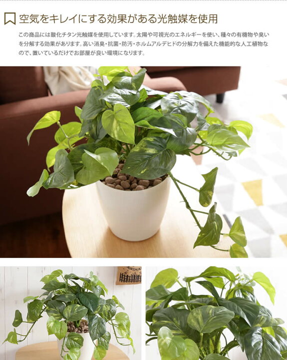 楽天市場 クーポンで16 Off 7 4 00 7 5 23 59まで Fresh Pothos フレッシュポトスm 人工植物 観葉植物 光触媒 水やり不要 お手入れ不要 グリーン リアル 家具350 インテリア家具 雑貨