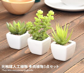 楽天市場 多肉植物 グリーンペット 花 ガーデン Diy の通販