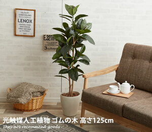yMAX50OFF! 9/5 0:00 ~ 23:59܂ŁzϗtA S̖ S rubber tree R O[ G} lH C~e[VO[ h v[g  Mtg L ^ ItBX A   rubbertr