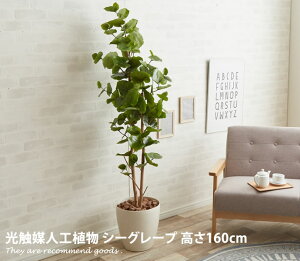 観葉植物 シーグレープの通販 価格比較 価格 Com
