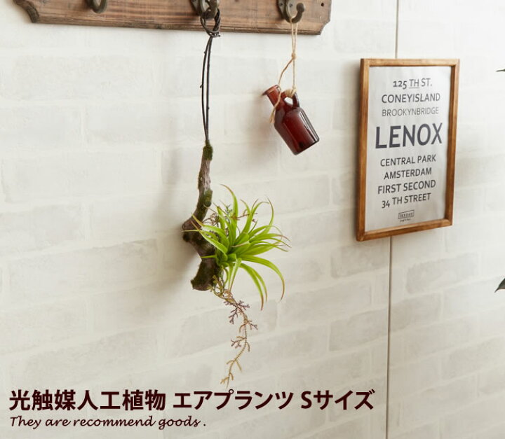 楽天市場 クーポンで15 Off 2 9 23 59まで 観葉植物 エアプランツ エアープランツ Air Plants 消臭 グリーン 人工 おしゃれ 壁掛け 造花 癒し 抗菌 プレゼント 光触媒 室内 防菌 イミテーショングリーン 植物 ギフト オフィス 吊り下げ 家具350 インテリア家具 雑貨