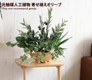 寄せ植え 観葉植物の通販 価格比較 価格 Com