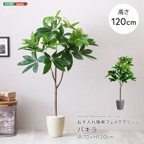 楽天市場】パキラ 160cmの通販