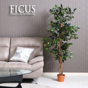 ϗtA tFCN FICUS tBJX S̖ 150cm ^  CeA A tFCNO[ lHϗtA C~e[V A 傫 傫 {   킢 