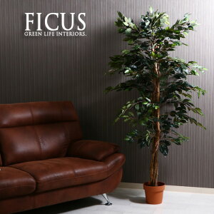 ϗtA tFCN FICUS tBJX S̖ A 170cm ^  CeA A tFCNO[ lHϗtA C~e[V A 傫 傫 {   킢