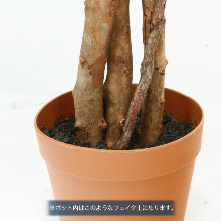 楽天市場】観葉植物 フェイク FICUS フィカス ゴムの木 A 170cm 大型 造花 インテリア 植物 フェイクグリーン 人工観葉植物 イミテーション リアル 大きめ 大きい 本物そっくり おすすめ おしゃれ かわいい プレゼント 送料無料 : 家具団地 楽天市場】観葉植物 フェイク FICUS フィカス ゴムの木 A 170cm 大型 造花 インテリア 植物 フェイクグリーン 人工観葉植物 イミテーション リアル 大きめ 大きい 本物そっくり おすすめ おしゃれ かわいい プレゼント 送料無料 : 家具団地