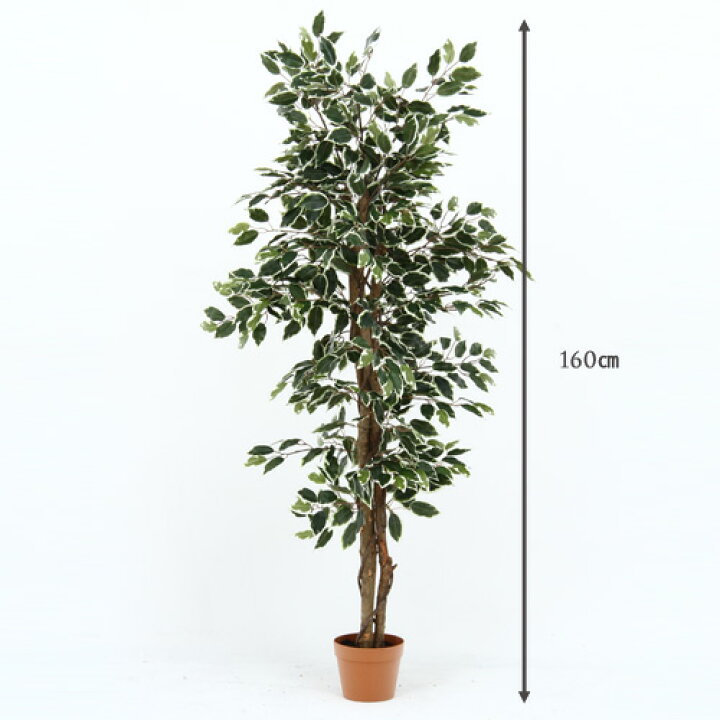 楽天市場】観葉植物 フェイク FICUS フィカス ゴムの木 160cm 大型 造花 インテリア 植物 フェイクグリーン 人工観葉植物 イミテーション リアル 大きめ 大きい 本物そっくり おすすめ おしゃれ かわいい プレゼント 送料無料 : 家具団地 楽天市場】観葉植物 フェイク FICUS フィカス ゴムの木 160cm 大型 造花 インテリア 植物 フェイクグリーン 人工観葉植物 イミテーション リアル 大きめ 大きい 本物そっくり おすすめ おしゃれ かわいい プレゼント 送料無料 : 家具団地