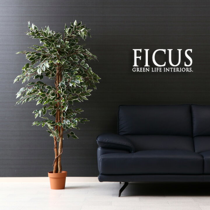 楽天市場 観葉植物 フェイク Ficus フィカス ゴムの木 B 170cm 大型 造花 インテリア 植物 フェイクグリーン 人工観葉植物 イミテーション リアル 大きめ 大きい 本物そっくり おすすめ おしゃれ かわいい プレゼント 送料無料 家具団地