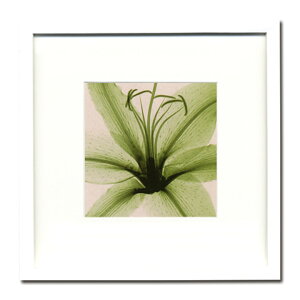 yz A[gpl Steven N.Meyers XeB[uE}C[Y Lily(small) _  A[gt[ A[g|X^[  G z t[t |p VR CeA Ǌ| 