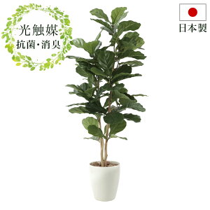 玄関 観葉植物 おしゃれの人気商品 通販 価格比較 価格 Com