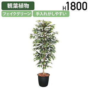 y@lzxW~ W800 D800 H1800 ItBXANZT[ i tFCNO[ lHϗtA ϗtA tFCN lH  G}  A t } ϗt    A 